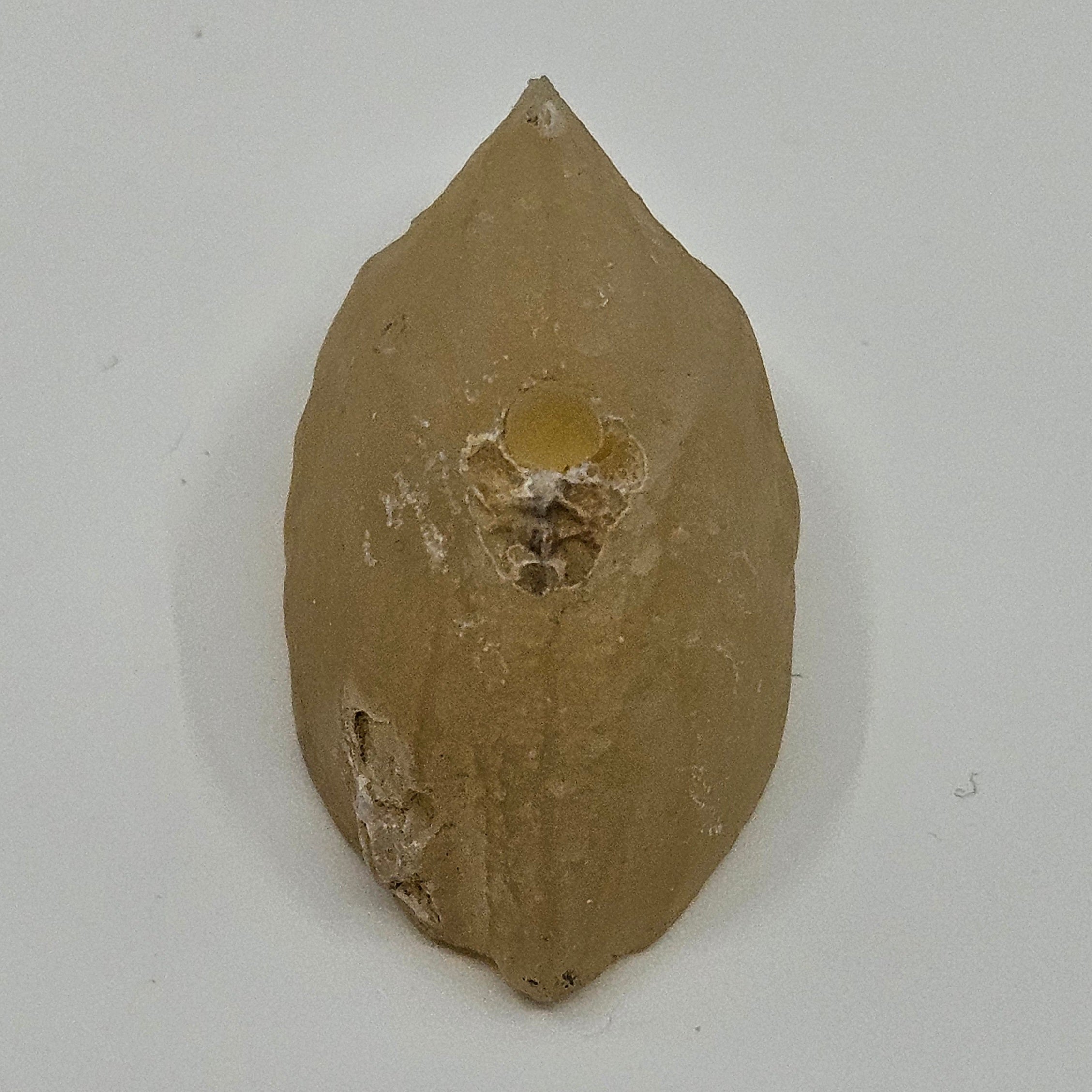 Incense Holder - Agate Fossil