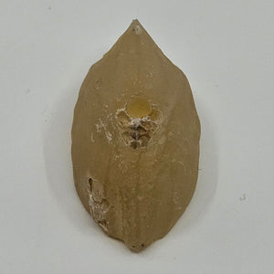 Incense Holder - Agate Fossil